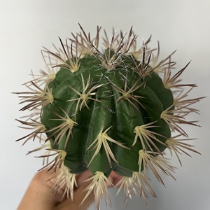 Vaso succulento con palla di Cactus simulata verde tropicale decorazione per la casa pianta artificiale-149 - Product Image 4