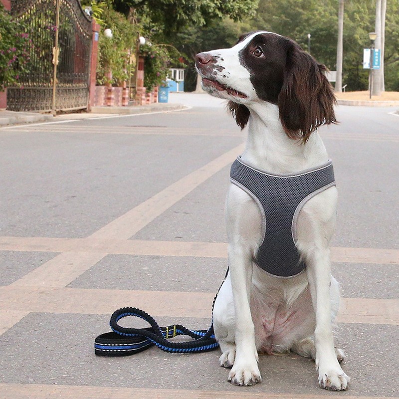 Fashionable Luxury Nice Quality Pet Vast Harness Fastness Walking Leashes For Small Pet Dog