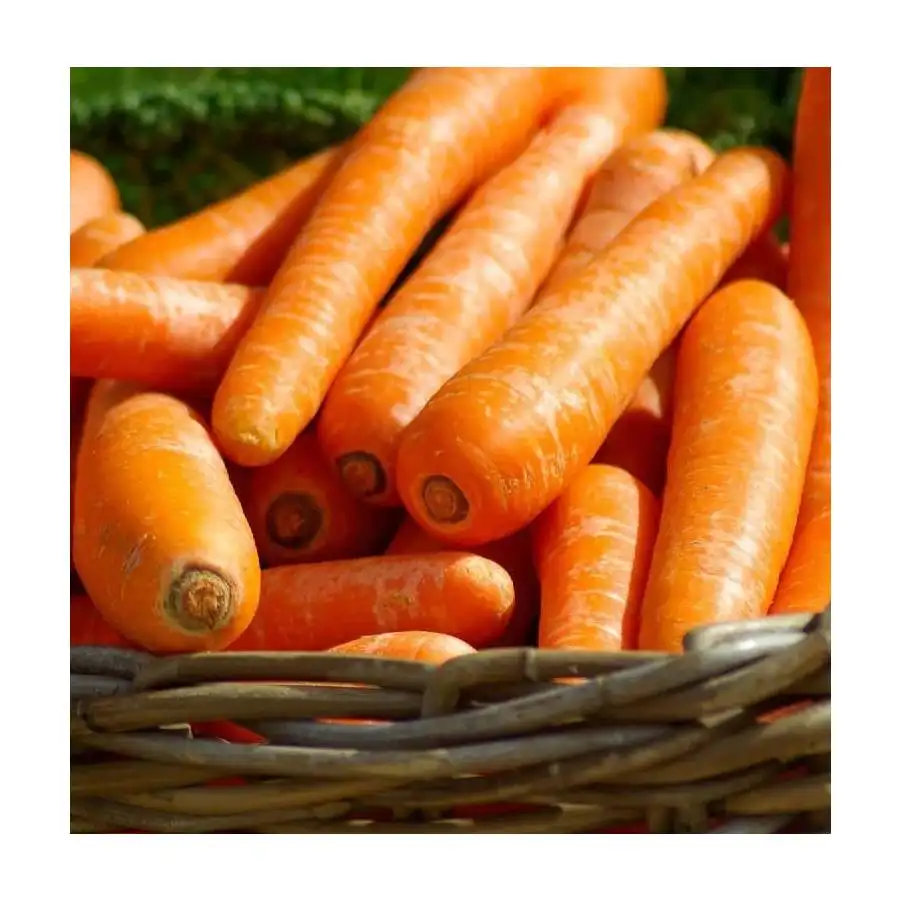 Nuovo raccolto di alta qualità senza additivi carote fresche organiche naturali dall'indonesia con un prezzo competitivo