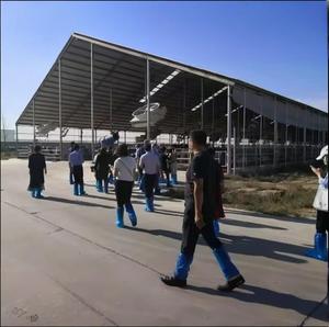 A basso costo di alta qualità struttura in acciaio leggero allevamento di suini durevole, allevamento di suini per la moderna mucca allevamento di suini capannone - Product Image 2