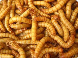 Équipement de séchage au micro-ondes pour larves de vers de farine et larves de M. Brun-écorchard, séchoir à insectes - Product Image 3