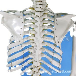 Modelo de esqueleto humano a escala 1:1 para adultos, modelo esquelético médico estándar de 180 cm, modelo de esqueleto de color blanco puro. - Product Image 5