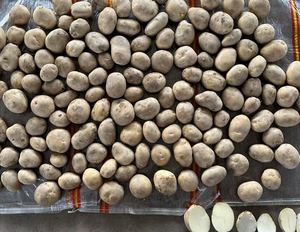 Nueva Cosecha de Patatas Frescas Chinas de Gran Tamaño con Tierra para Exportación - Product Image 4