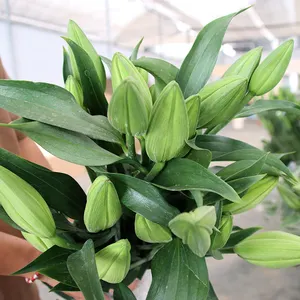 Vente en gros de fleurs coupées alimentaires roses coupées fraîches fleurs de lys