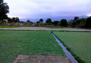 Coupeur de <span class=keywords><strong>gazon</strong></span> agricole Coupeur de <span class=keywords><strong>gazon</strong></span> Coupeur de <span class=keywords><strong>gazon</strong></span> à bas prix Tondeuse à <span class=keywords><strong>gazon</strong></span> Tondeuse à <span class=keywords><strong>gazon</strong></span> - Product Image 6