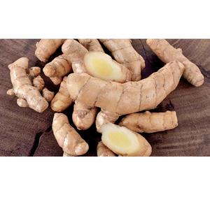 Curcuma blanc pur offrant un soutien naturel à base de plantes pour la santé immunitaire, le bien-être digestif, les bienfaits anti-inflammatoires et l'énergie - Product Image 5