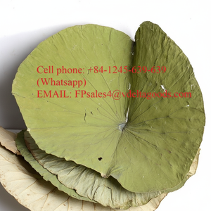 Hojas de Loto Congeladas de Vietnam, Modelo de Alta Calidad para Fiestas - Product Image 1