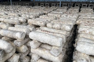 Máquina Semiautomática para Envasar Inoculados de Hongos Comestibles para Cultivadores, Equipo Automático para Llenado de Bolsas de Plástico con Polvo de Hongos - Product Image 2