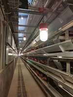 Simulateur Hontech-Wins 3000W pour l'élevage, contrôle DMX LED 4 canaux, variateur d'intensité pour élevage de volailles, étanche, garantie 5 ans