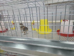 Cage de poulet pour bébé de type H de 45 jours/couveuse/cages de poussins de couche d'un <span class=keywords><strong>jour</strong></span> <span class=keywords><strong>à</strong></span> <span class=keywords><strong>vendre</strong></span> au Zimbabwe - Product Image 5