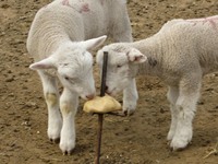 High Nutrition for Animal Breed Mineral Lick Block/Mineral Salt Lick Block Brick Nutritious Cow Licking Brick Sheep Salt Brick