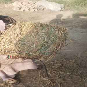 ฟางข้าวธรรมชาติพรีเมียม |   วัสดุปูพื้นและวัสดุรองนอนสำหรับปศุสัตว์แบบออร์แกนิกและเป็นมิตรกับสิ่งแวดล้อม - Product Image 2