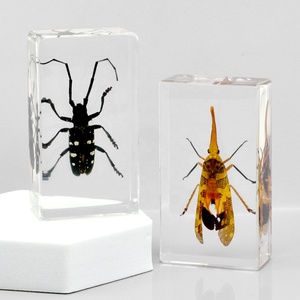 Artesanía de resina de alta calidad, pisapapeles de insectos de taxidermia encapsulados con insectos reales para educación científica y colección de especímenes - Product Image 2