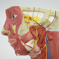 Modelo de sistema humano Muscular para la cabeza, modelo anatomico de venas y sangre, equipo educativo