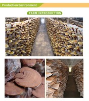 Marque privée OEM de qualité supérieure Café aux champignons Café instantané Reishi Ganoderma Café noir