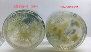 Poudre d'extrait d'algues 100% pureté pH 4-5 <span class=keywords><strong>Engrais</strong></span> efficace pour la croissance des plantes et l'enracinement pour l'amélioration des cultures <span class=keywords><strong>Engrais</strong></span> d'algues - Product Image 3