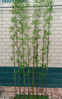 Décor à la maison réaliste plantes artificielles de haute qualité fausses plantes de bonsaï arbre de bambou artificiel d'intérieur