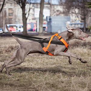 Arnés de Invierno para Perros, Arnés de Trineo para Huskies, para Ejercicio, Trineo, Carrera, Canicross, Scootering, para Perros Medianos - Product Image 5