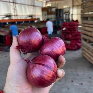 Tỏi tỏi tươi tỏi tươi tỏi hành tây tươi tươi hành tây đỏ tươi tỏi bawang putih chanh tươi - Product Image 6