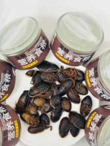 Insectos Comestibles Nutritivos y Altos en Proteínas, Cucarachas Dubia Ecológicas y Frescas, Alimento para Peces, Aves y Reptiles - Product Image 1
