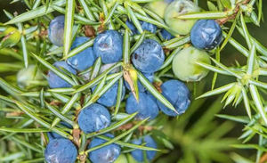 ジュニパーベリーパウダー純正天然ジュニパーベリーエキス - Product Image 4