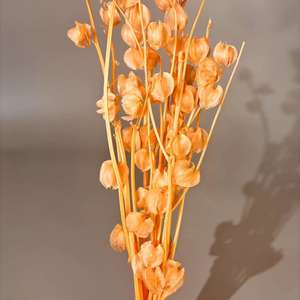 Vente chaude, fleurs préservées de bonne qualité, Poha, groseille à maquereau pour fleurs décoratives - Product Image 3