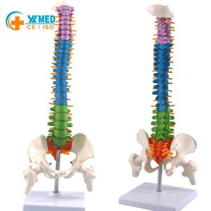 Recursos Didácticos, Modelo <span class=keywords><strong>de</strong></span> Anatomía <span class=keywords><strong>de</strong></span> 45 CM, Columna Vertebral y Pelvis Humana con <span class=keywords><strong>Huesos</strong></span> <span class=keywords><strong>de</strong></span> Pierna (Blanco), Certificado ISO para Enseñanza Médica - Product Image 1