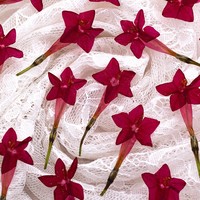 Bunga Asli Cypress Vine Morning Glory yang Ditekan