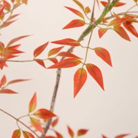 Planta Artificial de Nandina Domestica en Maceta, Decoración para Interiores, Hogar, Oficina, Jardín, Árboles Artificiales, Plantas Falsas
