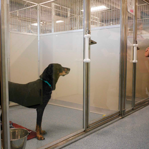 Rahat cam malzeme ile köpek yatılı için lüks büyük köpek kafesi 100% ticari çelik <span class=keywords><strong>Kennels</strong></span> - Product Image 1