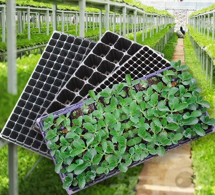 Vegetable Fruit and Flower Seedling Nursery Plug Tray for Seeds and Germination