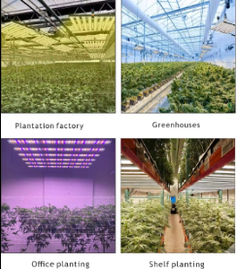 Nueva llegada, tira de luces LED para cultivo, lámpara de crecimiento de plantas de espectro completo, invernadero para plantas de interior - Product Image 2