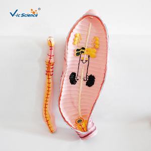 केंचुआ जीव विज्ञान के विच्छेदन मॉडल केंचुआ शारीरिक चिकित्सा विज्ञान शिक्षा मॉडल - Product Image 4