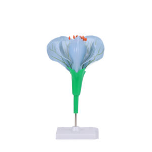 Modèle réaliste <span class=keywords><strong>de</strong></span> fleur <span class=keywords><strong>de</strong></span> pois durable pour <span class=keywords><strong>l</strong></span>'utilisation en classe et en laboratoire Modèle d'affichage <span class=keywords><strong>de</strong></span> biologie essentielle pour les écoles <span class=keywords><strong>de</strong></span> médecine - Product Image 1