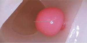 แบบจำลองการฝึกส่องกล้องตรวจลำไส้ใหญ่ทางวิทยาศาสตร์การแพทย์ อวัยวะลำไส้ใหญ่จำลองแบบนุ่มสำหรับการสอน - Product Image 4