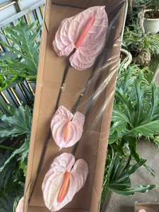 Zante 3 pièces à la main Anthurium préservé mariage fleurs séchées décoratives tendance fleur éternelle pour la saint-valentin <span class=keywords><strong>prix</strong></span> usine - Product Image 4