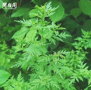 KAIYANGE Vente en gros à bas prix <span class=keywords><strong>Artemisia</strong></span> séchée chinoise Annua Leave Cut Bain de pieds Qing Hao <span class=keywords><strong>Artemisia</strong></span> Annua <span class=keywords><strong>Tisane</strong></span> - Product Image 5