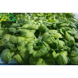 ระบบไฮโดรโปนิกส์แบบแพลอยน้ำอัจฉริยะ |   โรงเรือนควบคุมด้<span class=keywords><strong>ว</strong></span>ยปัญญาประดิษฐ์เพื่อการผลิตผักใบเขียวและสมุนไพรที่แม่นยำ - Product Image 5