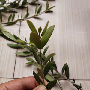 Doğal zeytin ağacı yaprakları gevşek tüm yeşil zeytin yaprağı çayı - Product Image 5