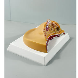 Modelos de Patología de Lesiones Mamarias y Lobos de Conductos Mamarios Anatómicos Humanos MAC-YJ57 PVC MAXCARE - Product Image 3