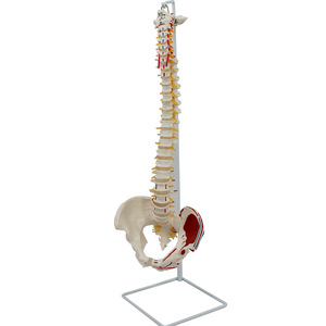 Modèle naturel des grandes ceintures vertébrales, du crâne occipital et des nouvelles muscles pelviens ; modèle pédagogique de squelette humain. - Product Image 4