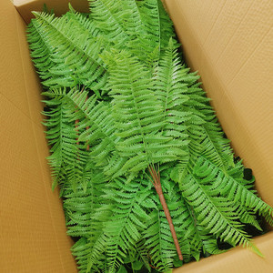 Plantas Artificiales de Bambú Estilo Mori, 200 cm, Decoración de Alta Gama para Sala de Estar, Arreglos Florales Realistas - Product Image 6