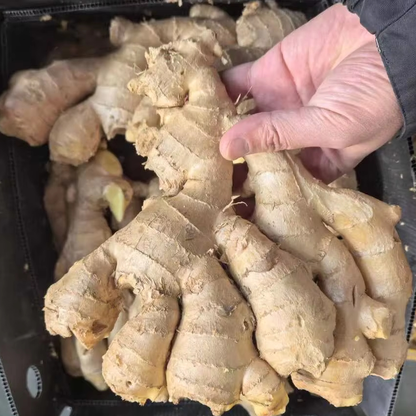 Sinofarm Export Fresh Ginger Organic Ginger Fresh Vegetables Packaged High Quality Ginger Powder Mari Juanna