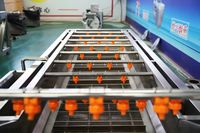 Vis Aardappel Wortel Belletjeswasmachine Hogedruk Luchtdroogapparatuur Wortelgroente
