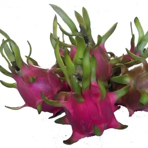 Vietnam Dragon Fruit Export To India Hong Kong Tropical Fresh Fruit 100% Maturity With Common WHATSAP 0084 989 322 607