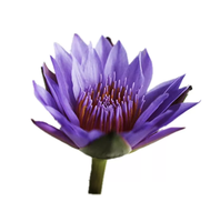 Fleurs de lotus bleues séchées brutes, lys bleus égyptiens, fleurs entières pour formule de thé personnalisée