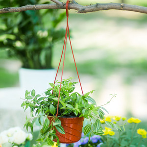 Maceta Colgante de PP Reforzado y Duradero <span class=keywords><strong>para</strong></span> Plantas Araña y Pothos, Jardinera Completa con Gancho <span class=keywords><strong>para</strong></span> Balcón - Product Image 2