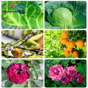 สารควบคุมการเจริญเติบโตของพืชไซโตไคนินประสิทธิภาพสูง ผู้จัดจำหน่ายระดับมืออาชีพ พร้อมบริการสนับสนุนด้านเทคนิค COA/MSDS - Product Image 4