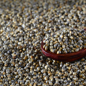 Fournisseur direct de millet perlé en Inde - Product Image 1
