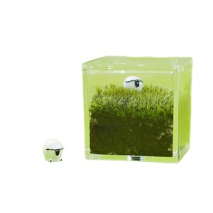 Desktop moss miniature landscape, office worker's ox and horse creative green plant ornament, DIY gift, graduation season gift - Product Image 5